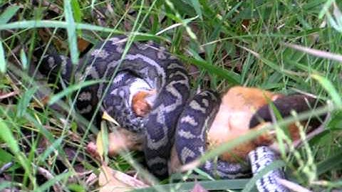 Python devouring a possum in Noosa Heads