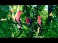 In The Night Garden Pink Birds Song HD Version In The Night Garden Pink Birds Song HD Version