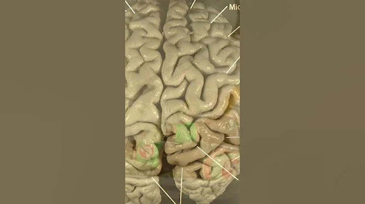 What Happened to Albert Einstein's Brain After he Died? - DayDayNews