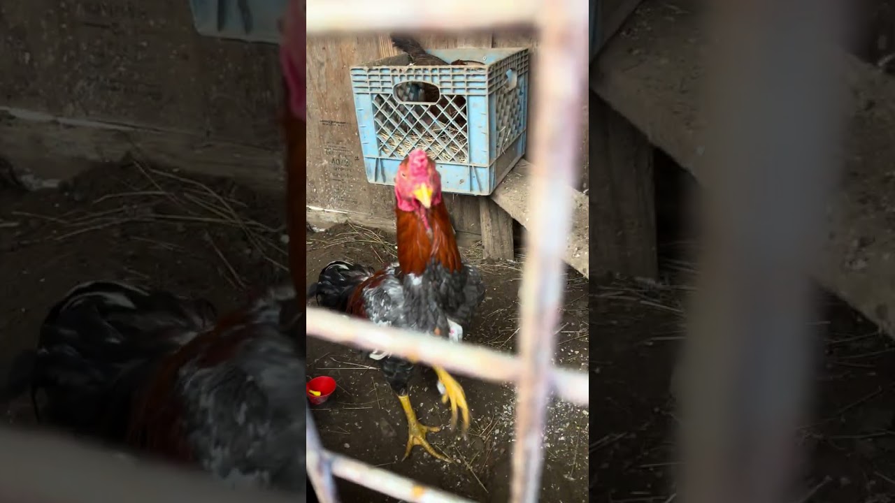 Qaib Thai Linebred (1 rooster to 4 hens) 