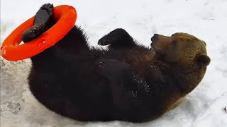 Кручу-верчу спать не хочу, фух еле вылез! Медведь Мансур 🐻💕