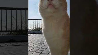 城ヶ島猫 Youtube