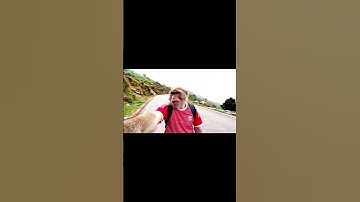 monkey vlogging - Vlog 01 #01 #vlog #viral #veo3 #monkeyvlogs || ai monkey video kaise banaye