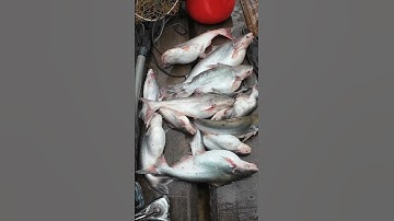 Câu cá basa cùng anh em làng bè#shorts #fishing #caucagiaitri