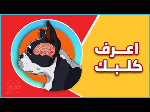 فيديو: عقل كلب