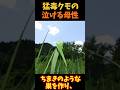 【ゆっくり解説】 日本一の毒グモ　カバキコマチグモの母性
