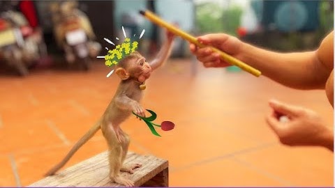 How to train baby monkeys to walk on two legs