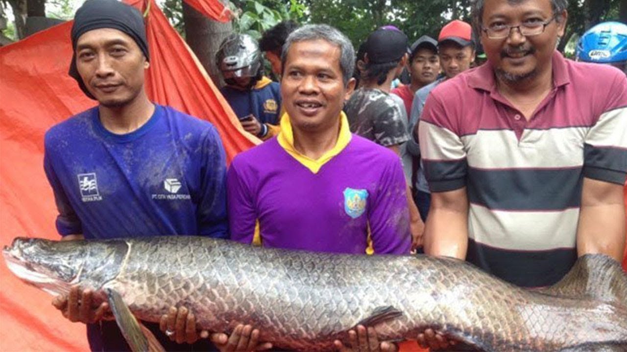13 Ikan Arapaima Di Sungai Brantas Ditangkap Warga 3 Di Antaranya Dikonsumsi