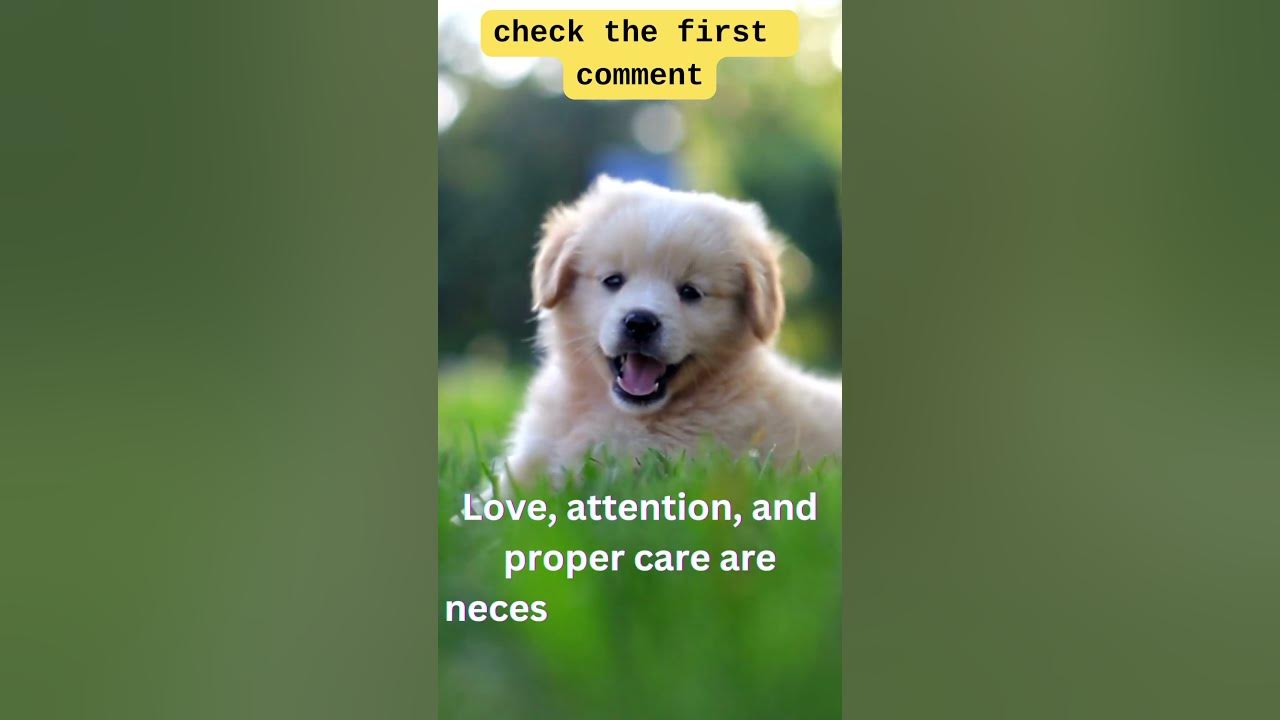 can-dogs-love-two-owners-shorts-youtube