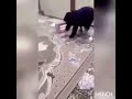 خؤشترين فيديؤي كؤميدي