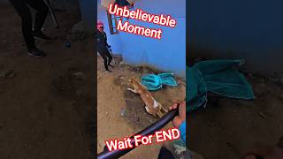 KMC Dog Catching Van 😱#dog #ytviral #shortsfeed #streetdogrevival #pets #animals #rescue #fail