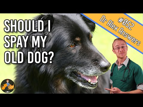 Video: Pet Talk: Fördelarna med Spaying och Neutering