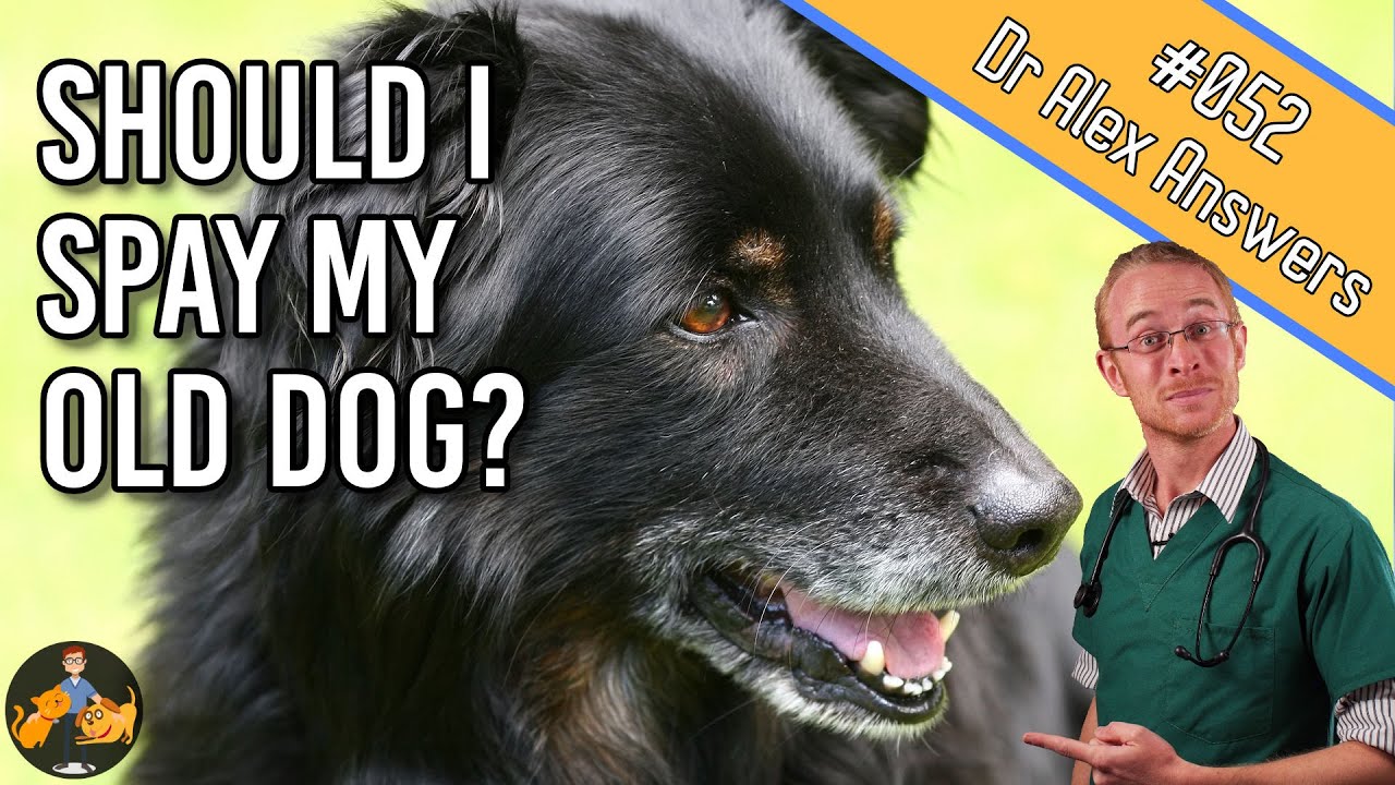 Spaying an Older Dog - is it Safe and 