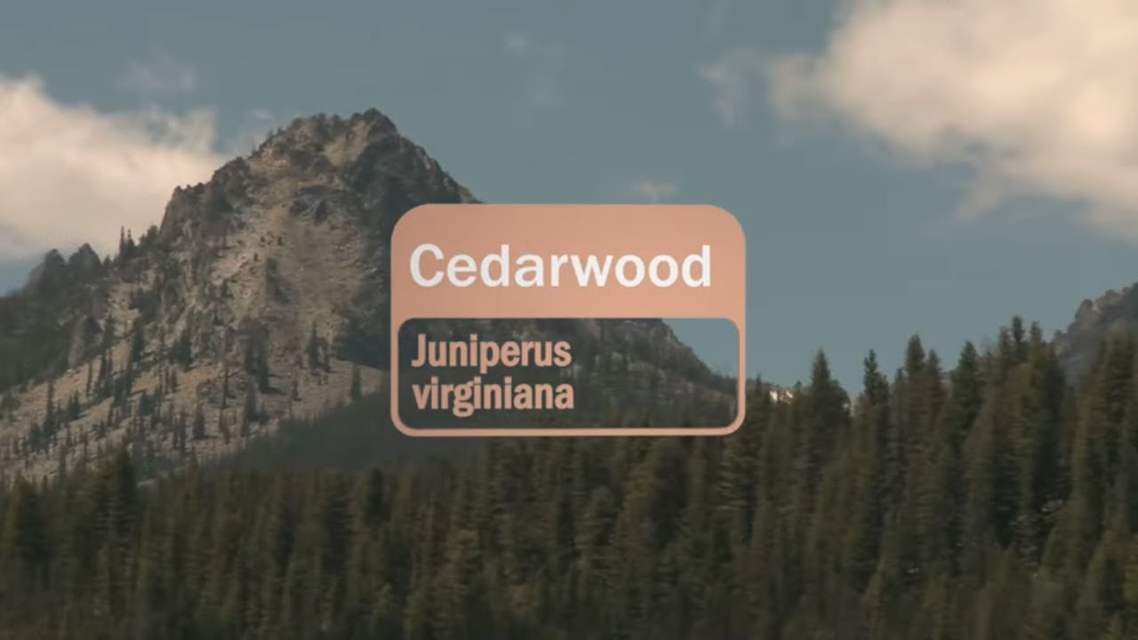Cedarwood Essential Oil Uses and Benefits - YouTube