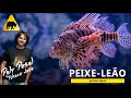 Peixe Leão