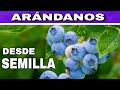 🌿ARÁNDANOS desde SEMILLAS ✅ FUNCIONA 👉ya está la Parte 2 - 🔬 MIRADASBIOLOGICAS