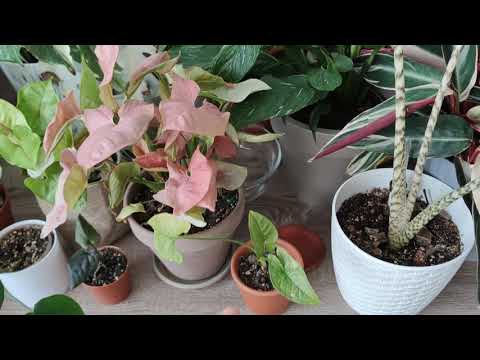 Video: Syngonium: Auricolare E Con Le Foglie, 