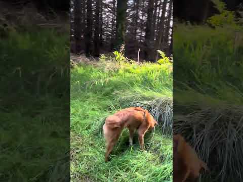 Toots walking through the forest