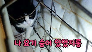 집 안에서 고양이가 3일째 보이지 않아요. by 고양이탐정TV 22,914 views 2 years ago 4 minutes, 19 seconds