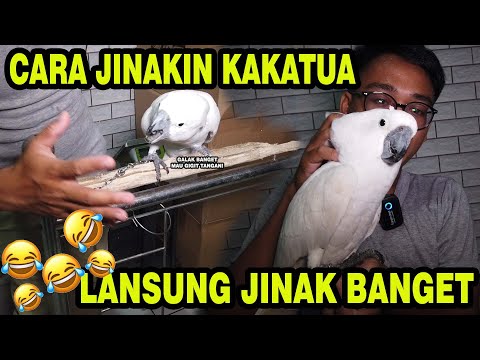 SI OCONG LANSUNG