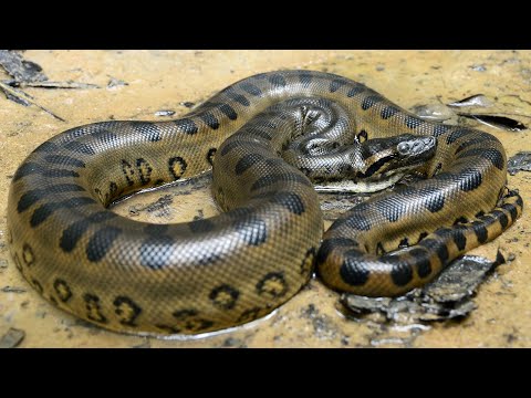 Video: Die größte Schlange der Welt. Anakonda