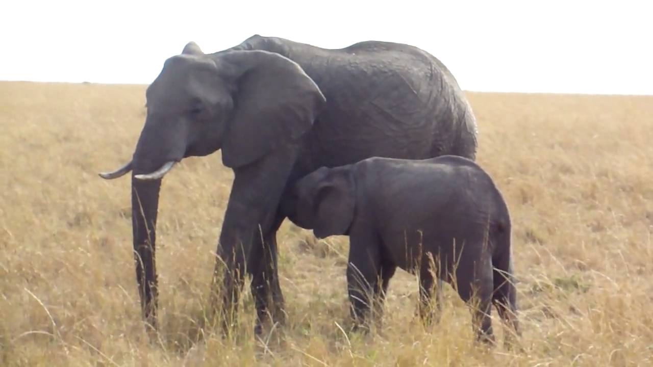 Baby Elephant Feeding, Masai Mara, Kenya YouTube