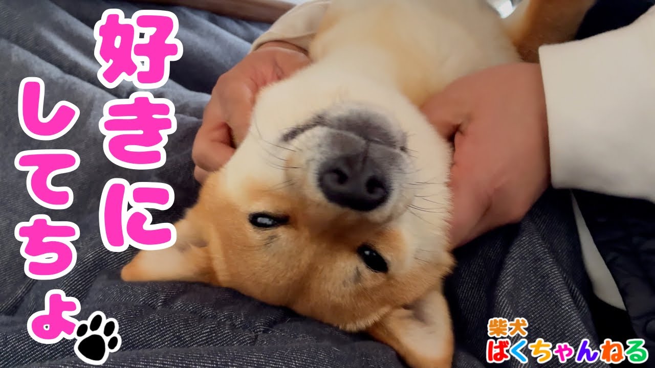 暇な飼主に好き放題される柴犬ばくちゃん