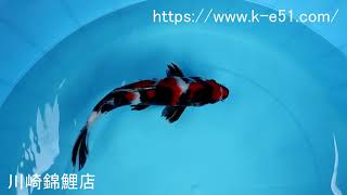 錦鯉販売専門　川崎錦鯉店の錦鯉　No.4163　昭和三色