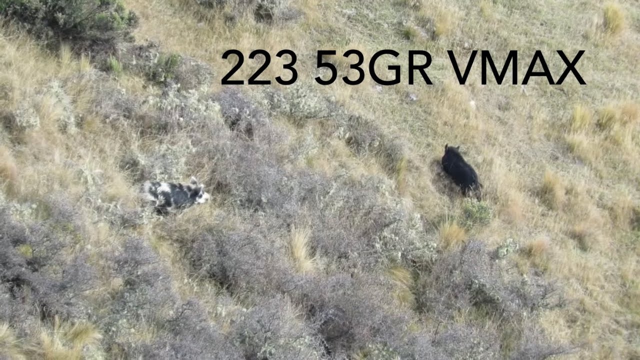 Wild Hogs vs 223 Head and Heart Shots NZ Hunting 53GR VMAX
