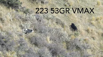 Wild Hogs vs 223. Head and Heart Shots. NZ Hunting. 53GR VMAX