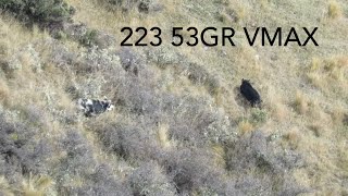 Wild Hogs vs 223. Head and Heart Shots. NZ Hunting. 53GR VMAX screenshot 3