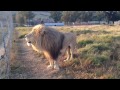 Gg conservation lion campaign