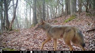 2023 Trail Camera Videos - Suches, Georgia