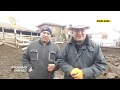 Küçükbaş Hayvancılıkta Kış Besleme Yöntemleri - KÜÇÜKBAŞ DÜNYASI / Çiftçi TV