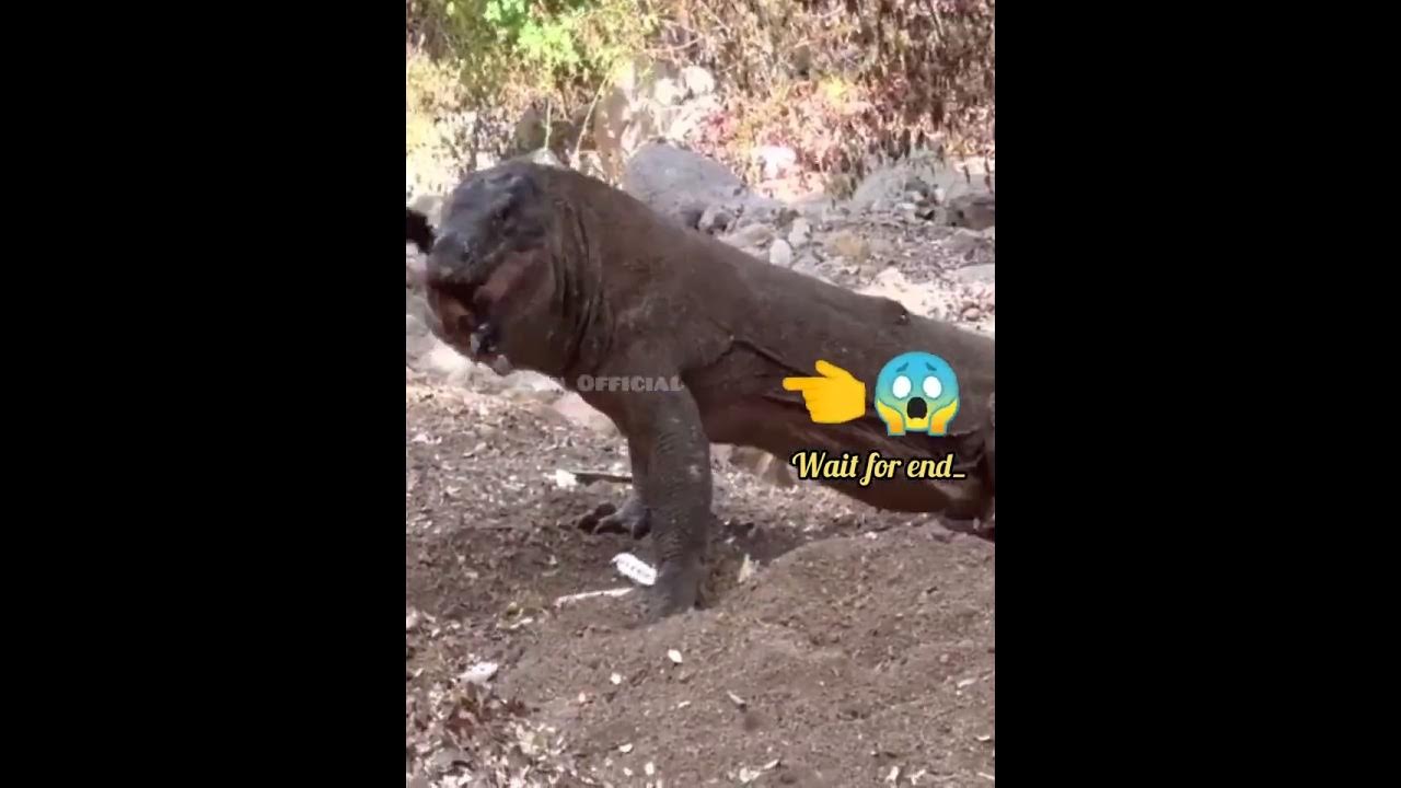 monitor-lizard-eating-goat-youtube