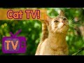 TV For Cats! With Relaxing Music, Bird Watching For Your Cat! Nature Footage Video For Cats - NEW