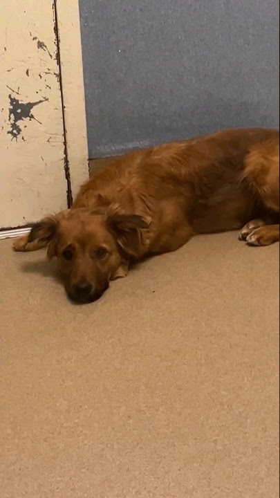 Here's what happens when a dog's returned 🥺