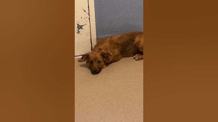 Here's what happens when a dog's returned 🥺