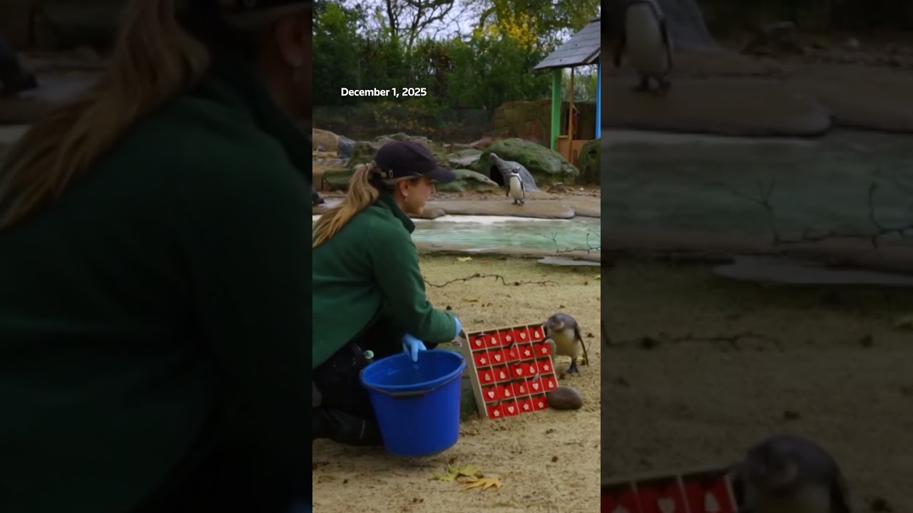 Humboldt penguins enjoy advent calendar treats