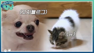 Dear My Human 멍vs냥 일촉즉발! 이소연, 고양이 한 마리 더 입양? 171220 EP.14