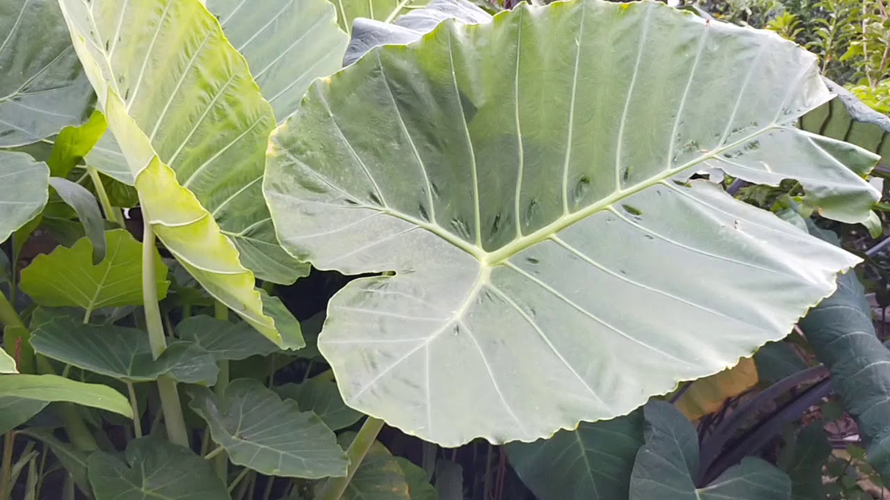 Indahnya Daun Talas Jumbo Colocasia Gigantea Giant Elephant Ear Youtube