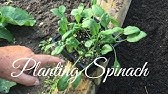 How to Harvest Spinach