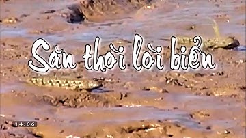 Săn cá thòi lòi, ba khía ở Đất Mũi