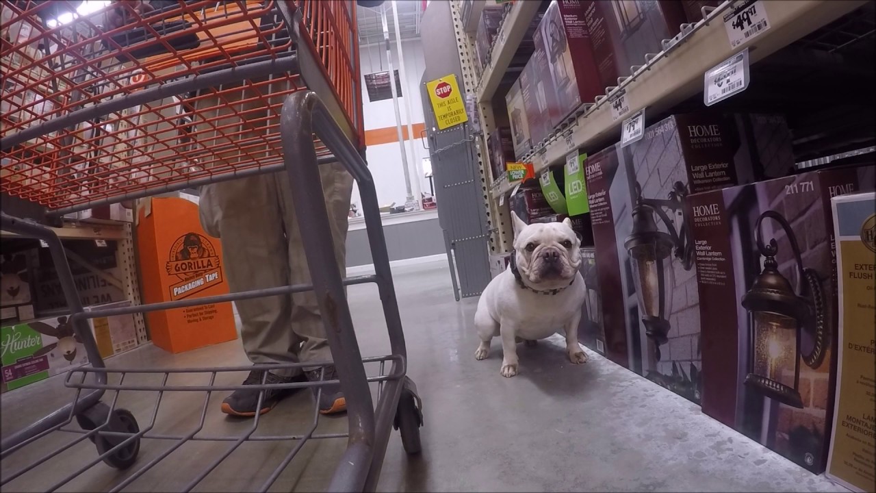 old english bulldog aggressive behavior