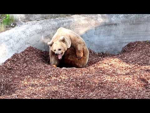 Vídeo: Què Visitar A Finlàndia: El Zoo D'Hèlsinki