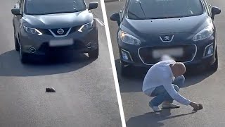 車道の真ん中で恐怖で硬直している仔猫。奇跡的に無傷で助かる