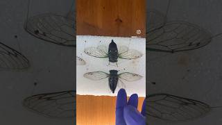 Pinning two beautiful cicadas