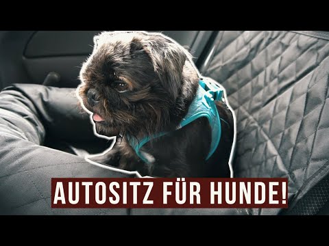 Video: Autositze Und Sicherheitsgurte Für Hunde: Können Sie Ihren Welpen Sicher Halten?