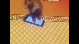 Котенок развивается Котенок развивается