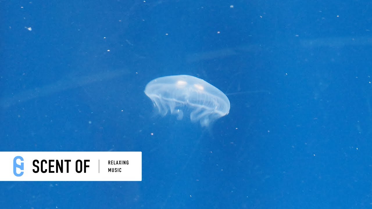 ゆったりリラックスLofi｜作業・読書用BGM